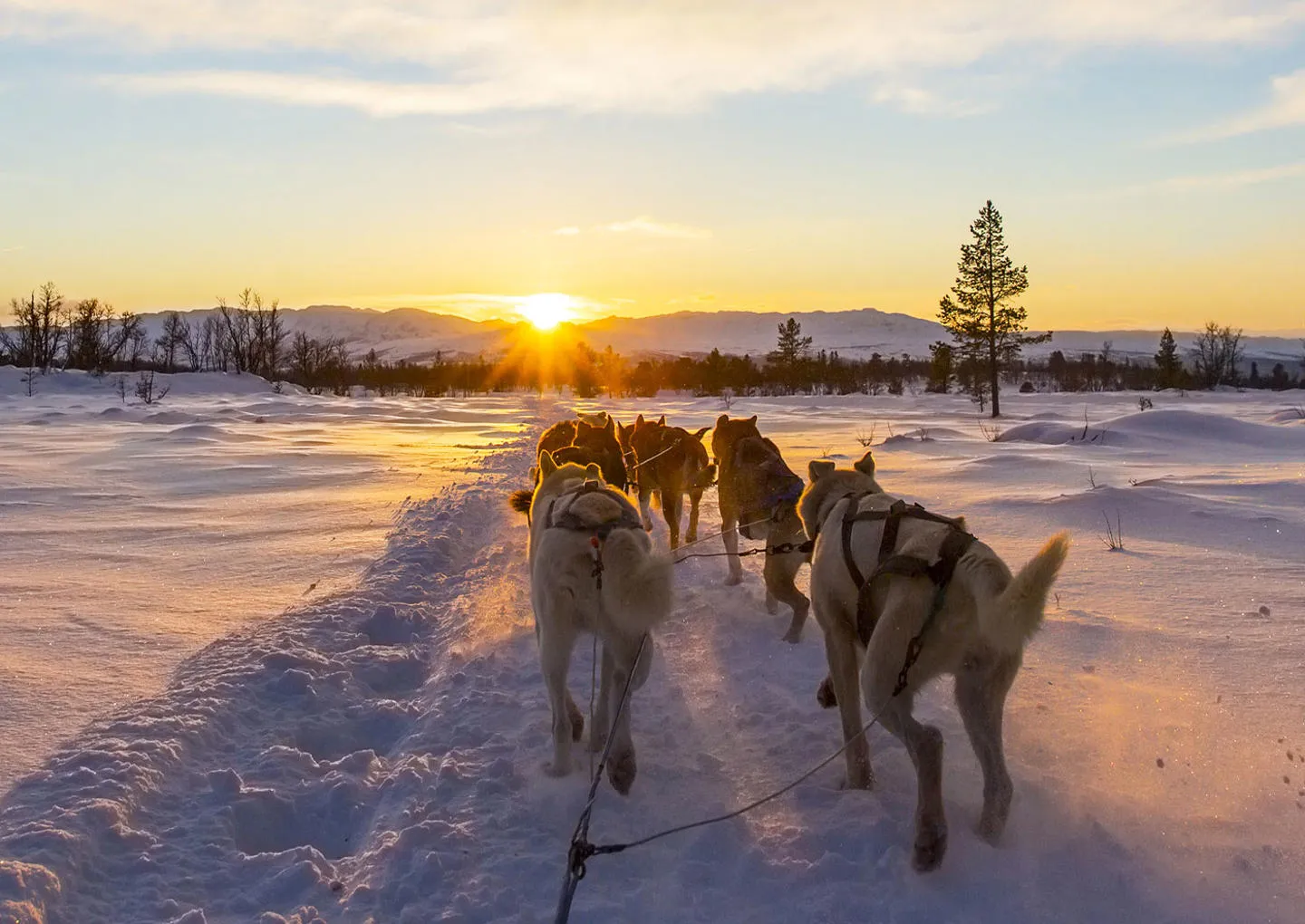 Hundspann – fartfyllt vinteräventyr i snötäckta vidder