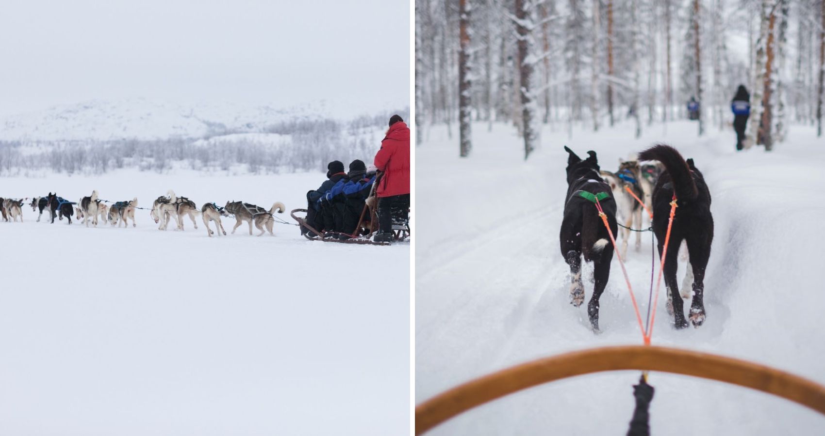 Slädtur med husky Sveg Härjedalen