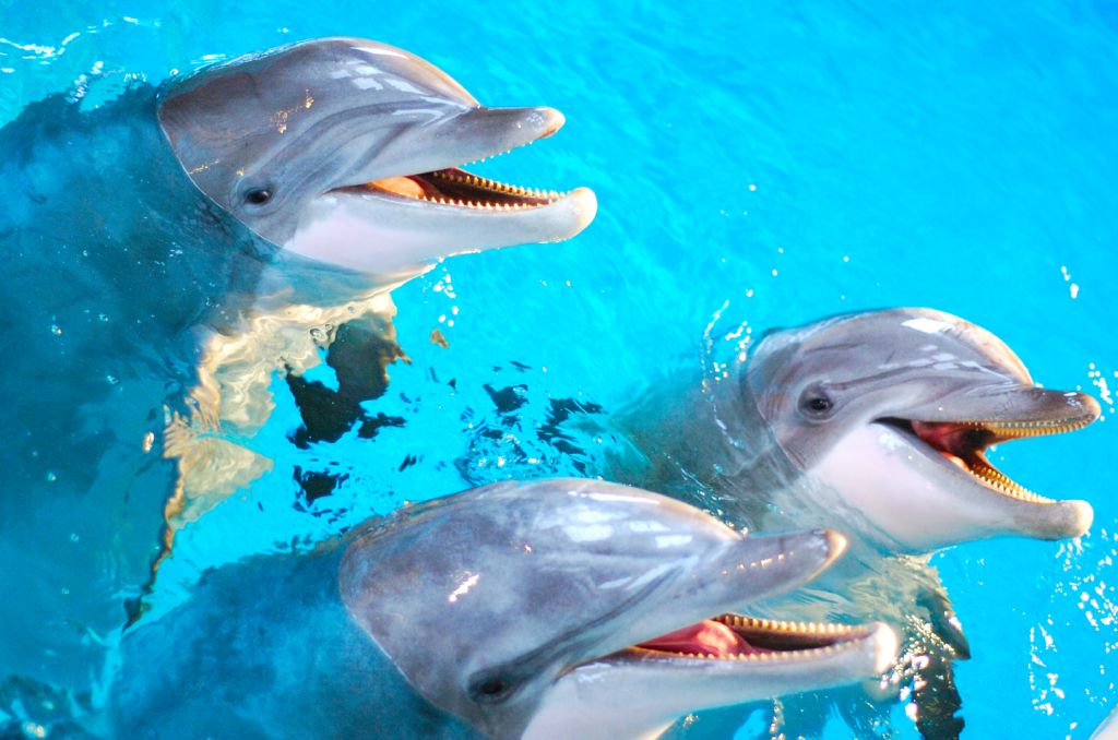 Händer på Kolmården 2025_Delfin