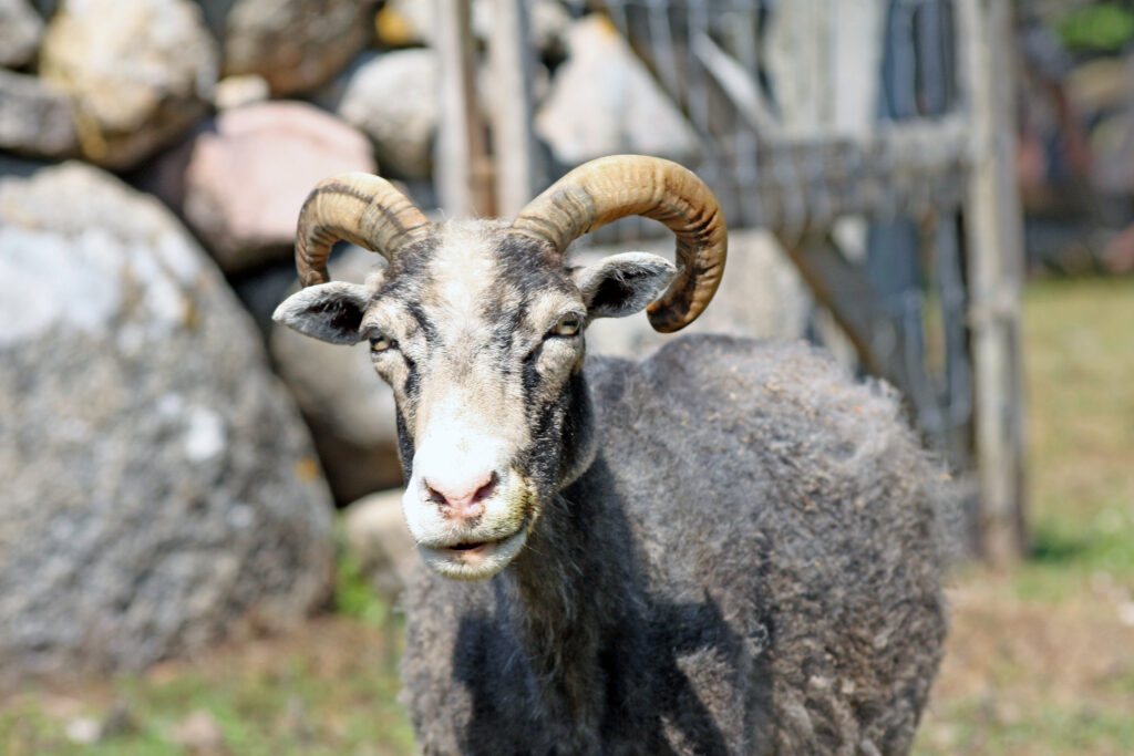 Sommarlov på Gotland_djurpark