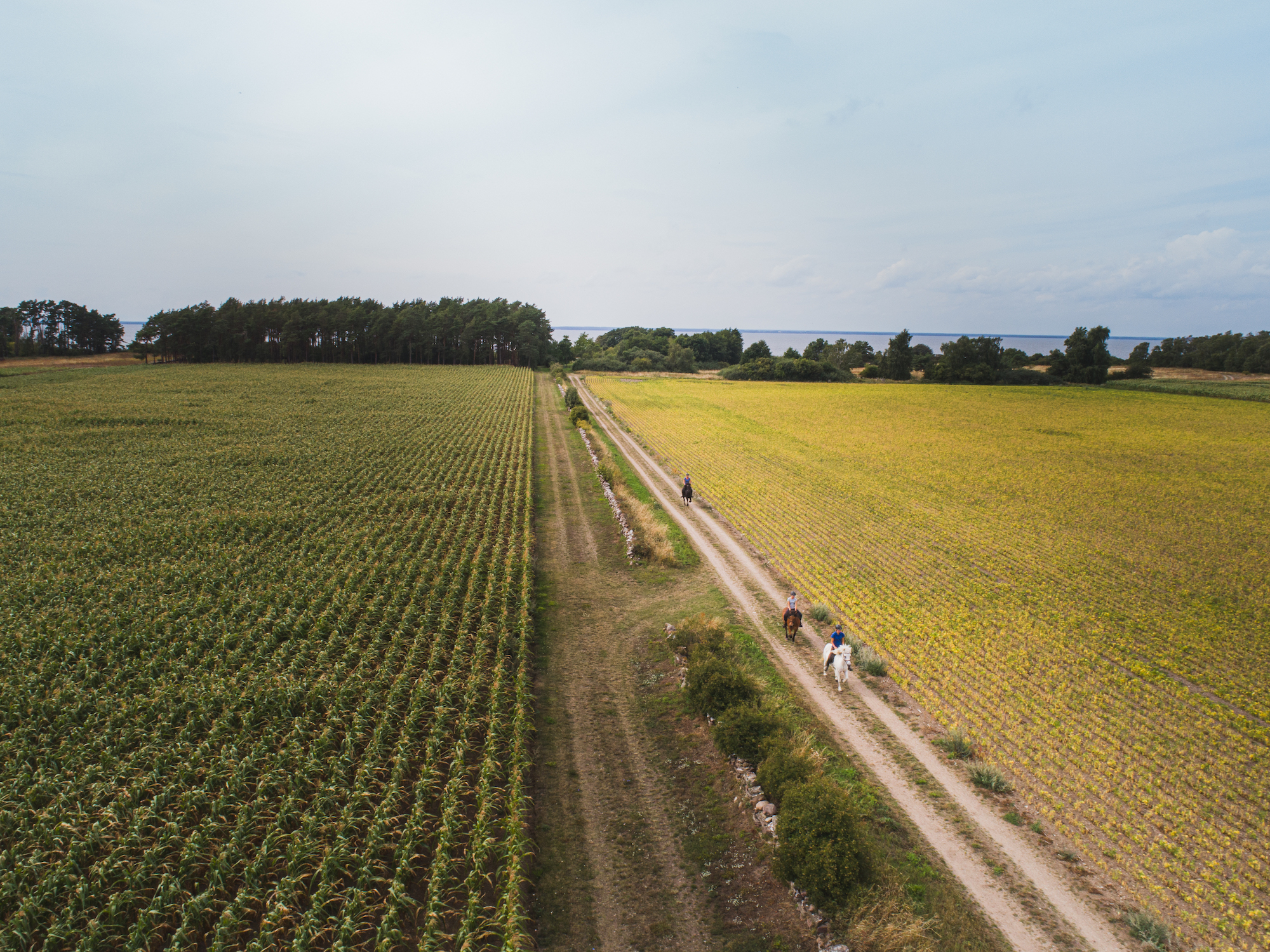 Sommarlov på Öland Kollberggarden