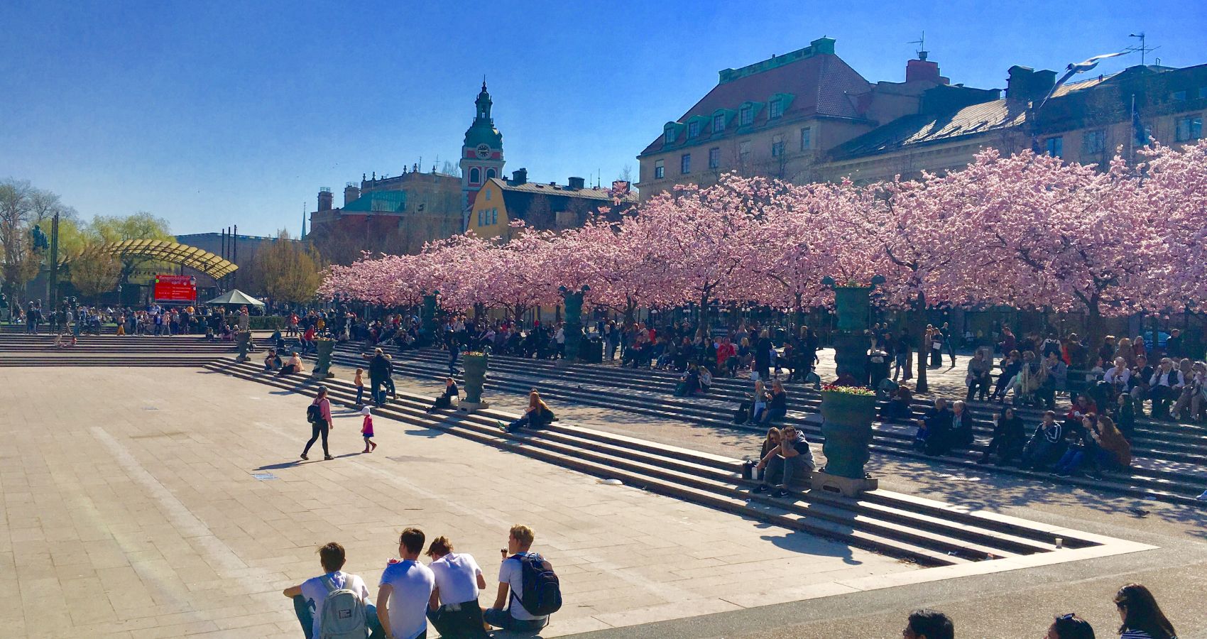 Allt om körsbärsträden i Kungsträdgården