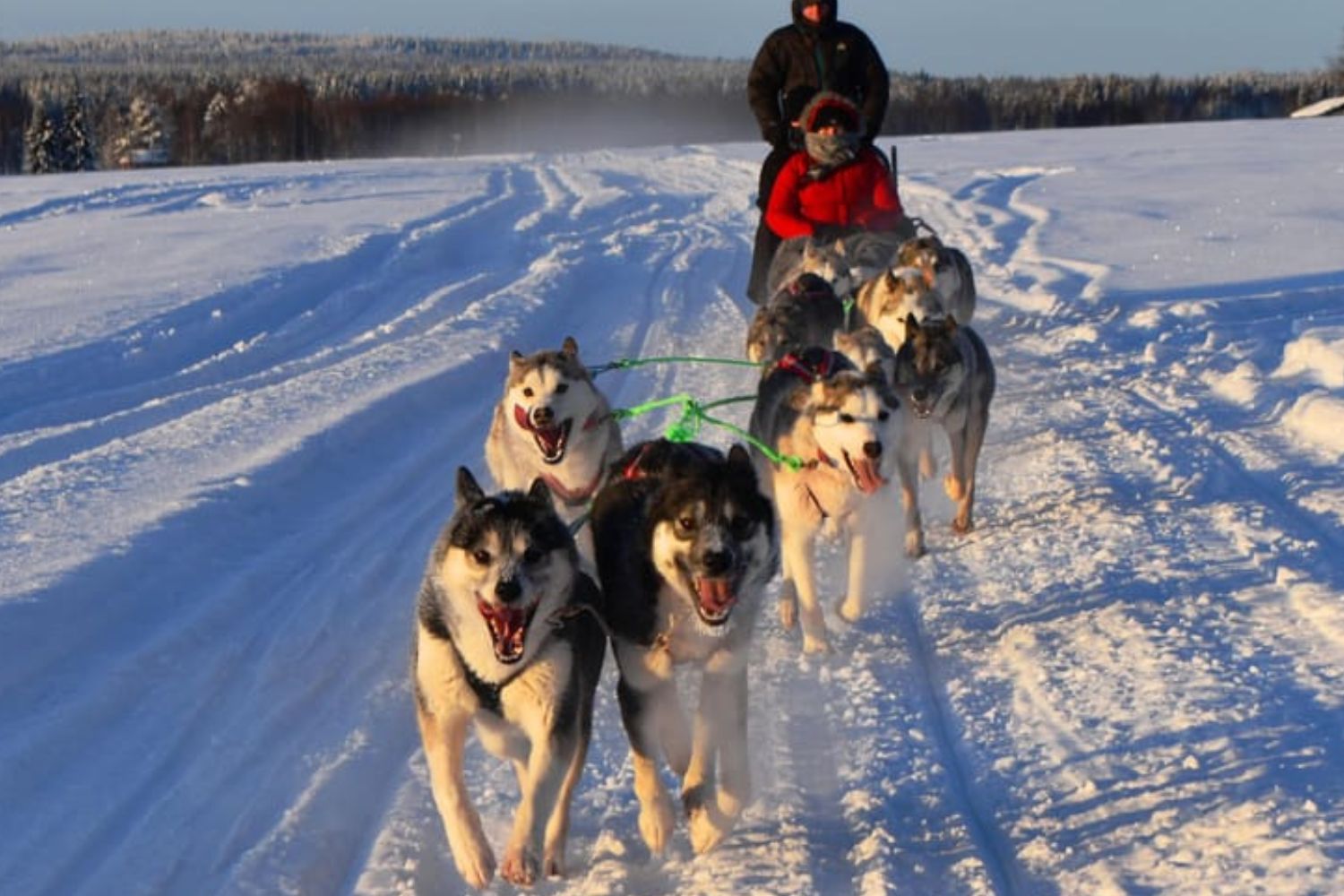 Guidad tur med hundspann i Luleå