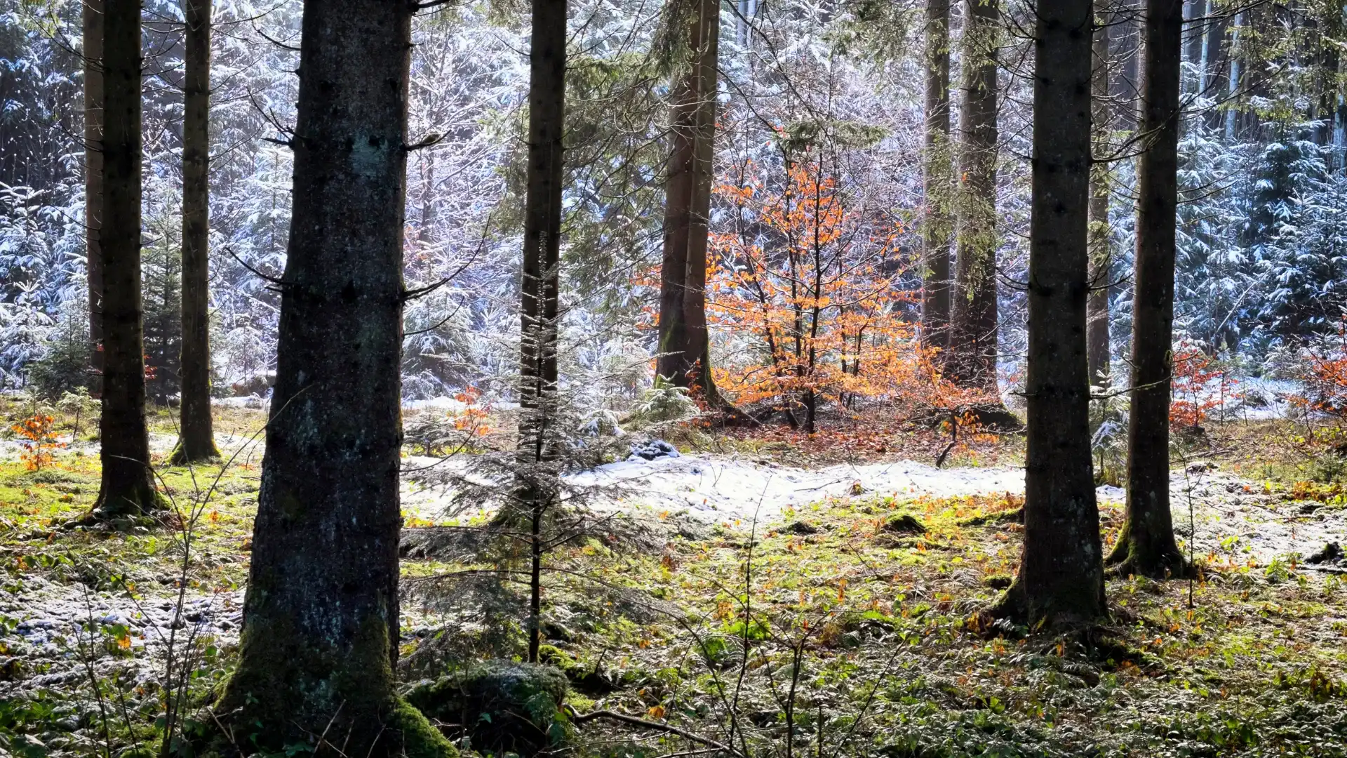 Mars i Umeå – här är höjdpunkterna du inte får missa