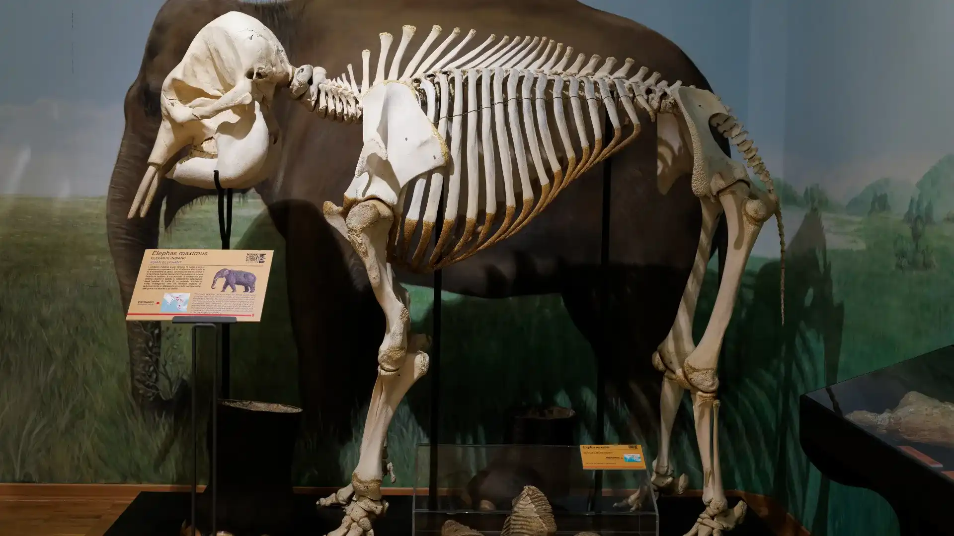 Museum om djur och natur