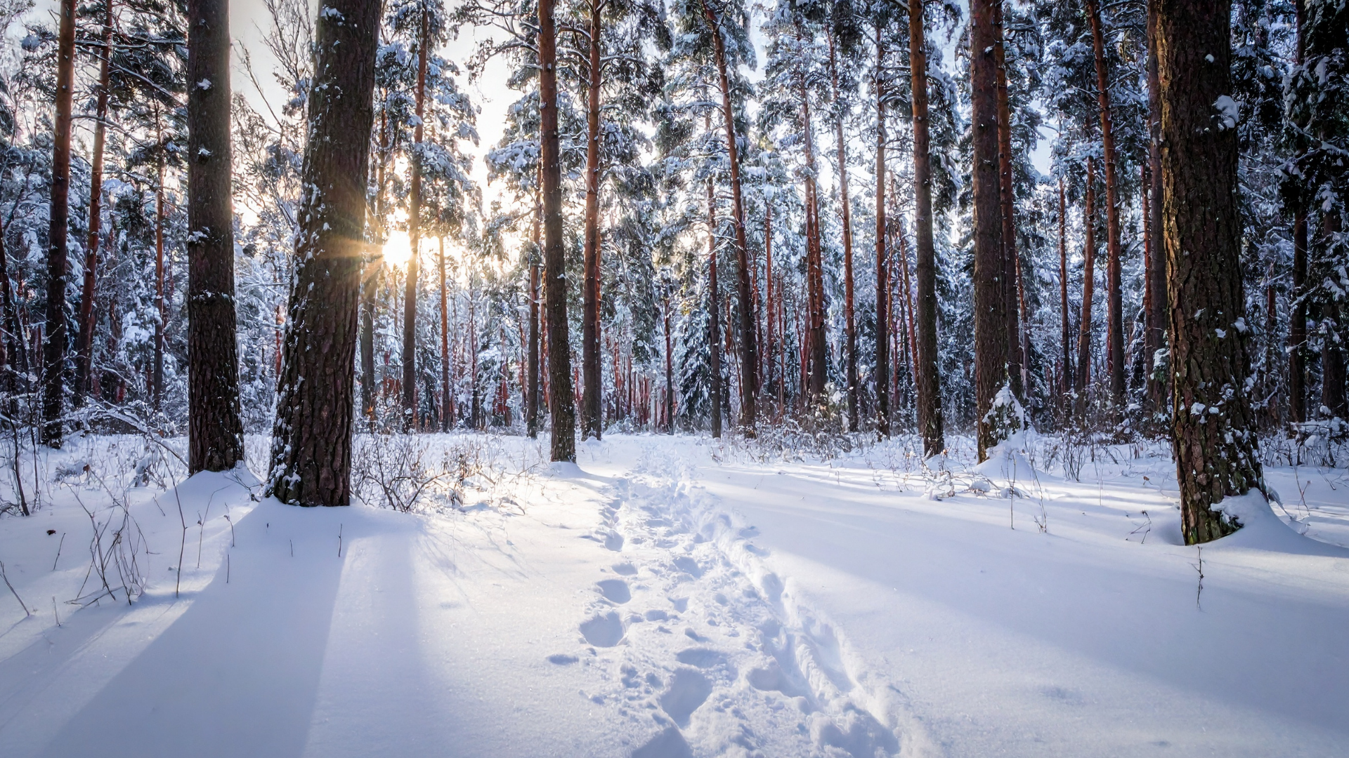 Vinter